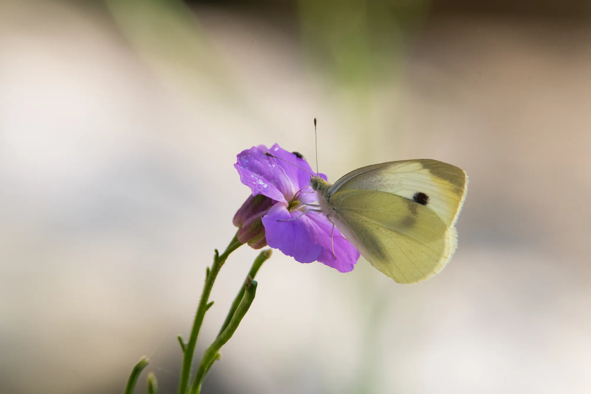 Cabbage white, North Woods. 2019.